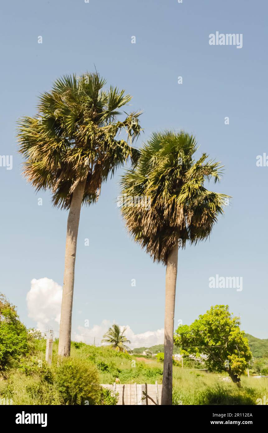 Two tall silver thatch palm tree grows above all other vegitation and reaching up to the blue sky. Stock Photo