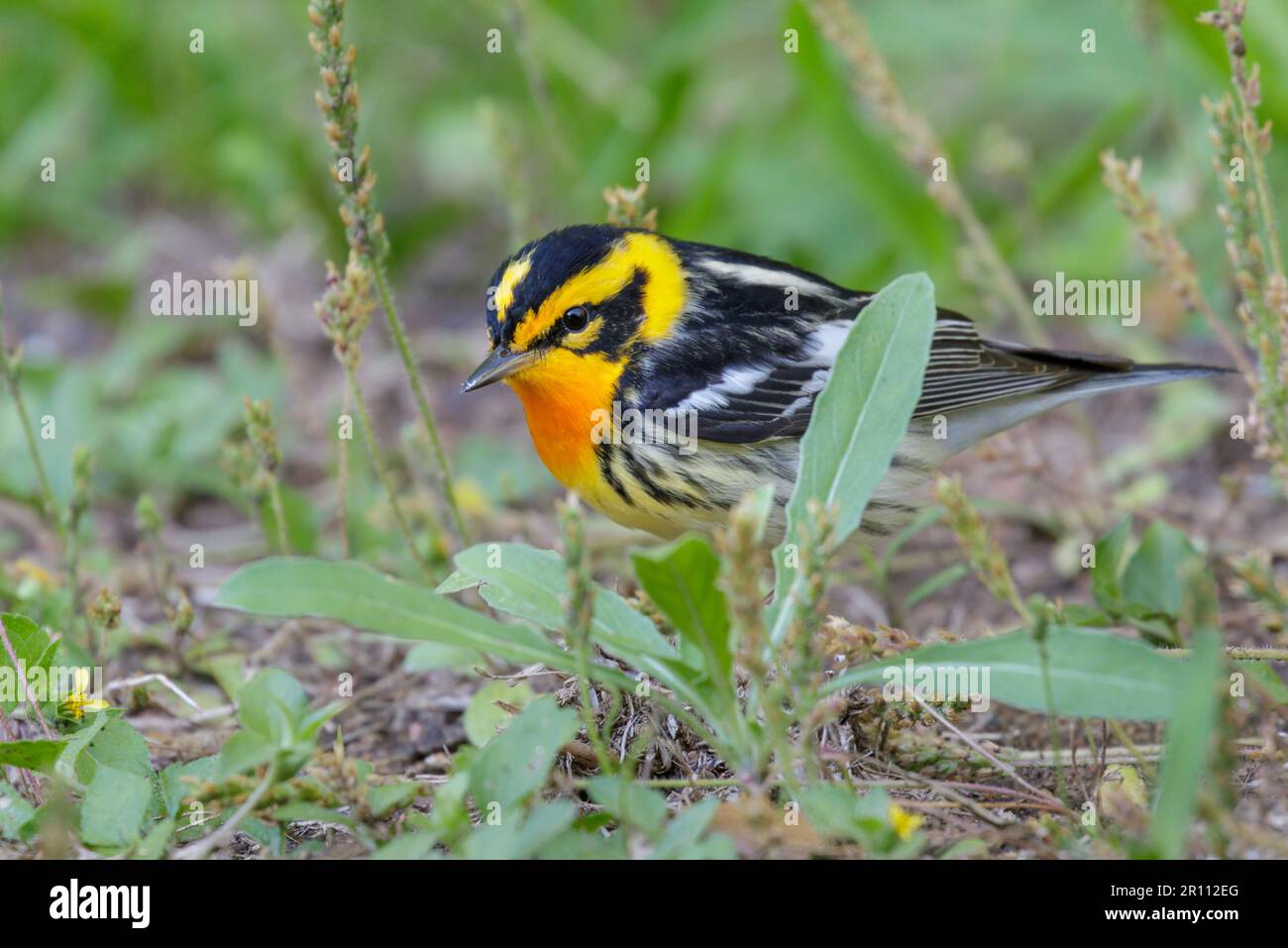 Blackburnian warbler (Setophaga fusca) searching insects on the ground ...