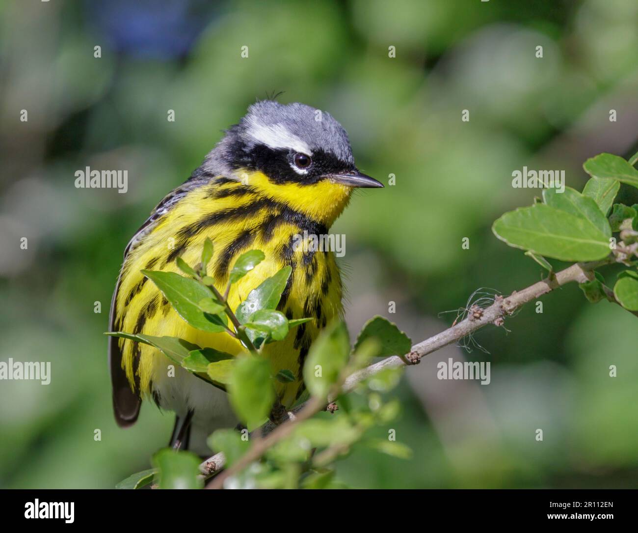 Magnolia Warbler