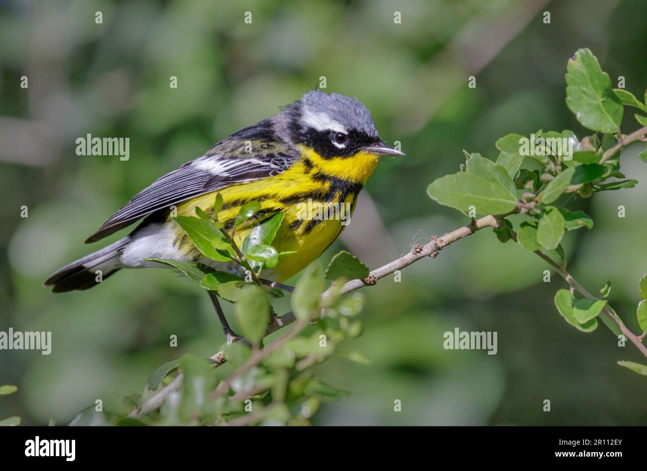 Magnolia warbler (Setophaga magnolia) during spring migration, Galveston, Texas, USA. Stock Photo