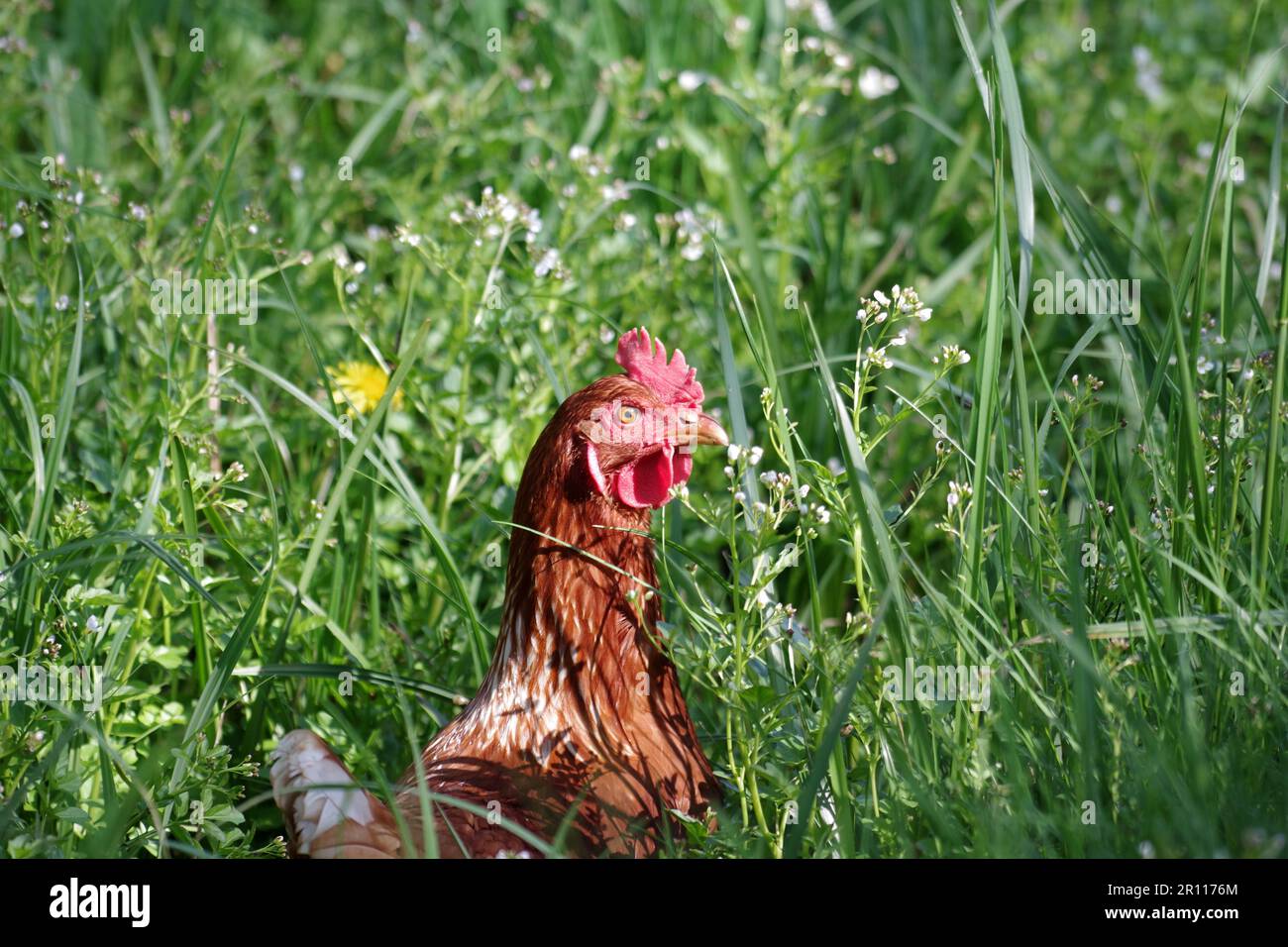 Domestic chicken (Gallus gallus domesticus), female, portrait, hen, head, grass, outside, A single hen forages in the tall grass Stock Photo