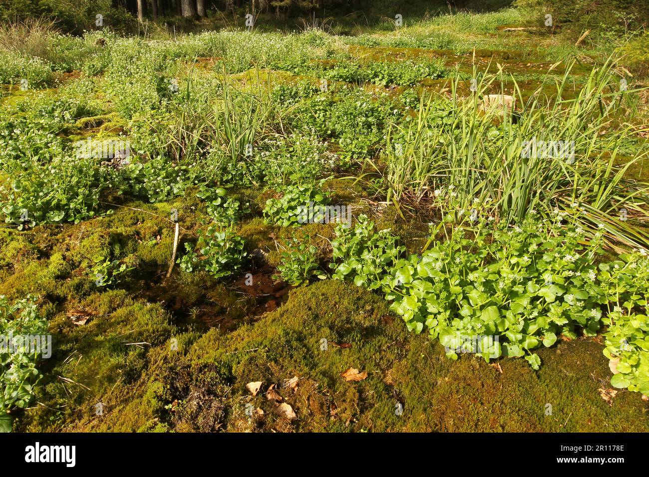 Bavarian spoonwort (Cochlearia bavarica) and dwarf rush (Juncus