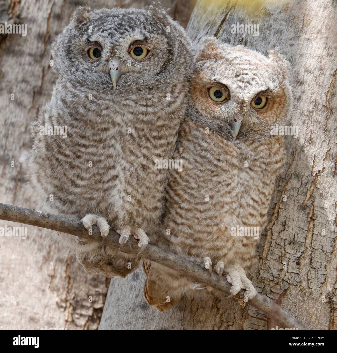 Eastern screech owl babies perched on a tree branch, Quebec, Canada Stock Photo
