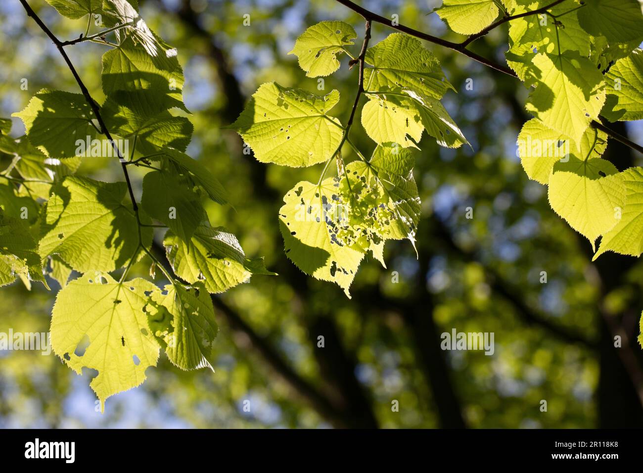 Overgrown by pests hi-res stock photography and images - Alamy