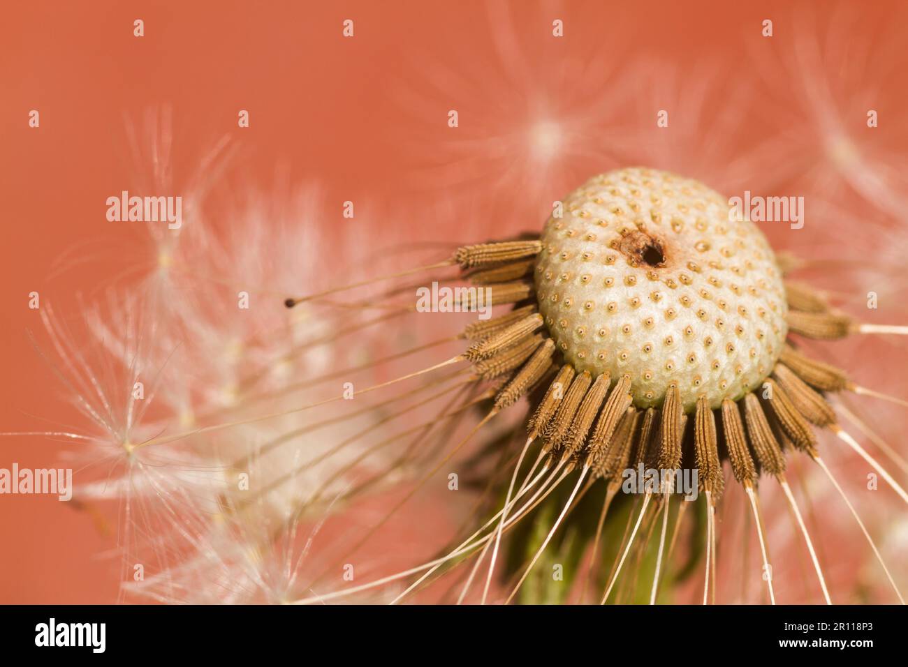 Common dandelion dandelion Stock Photo
