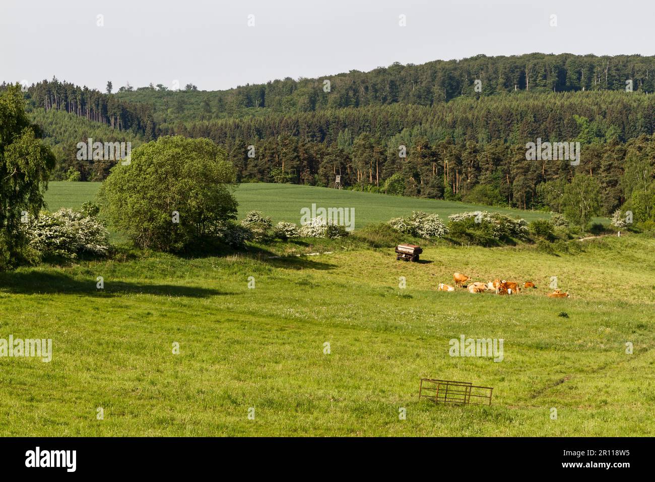 Pasture with herd of cows in the Harz Mountains Stock Photo