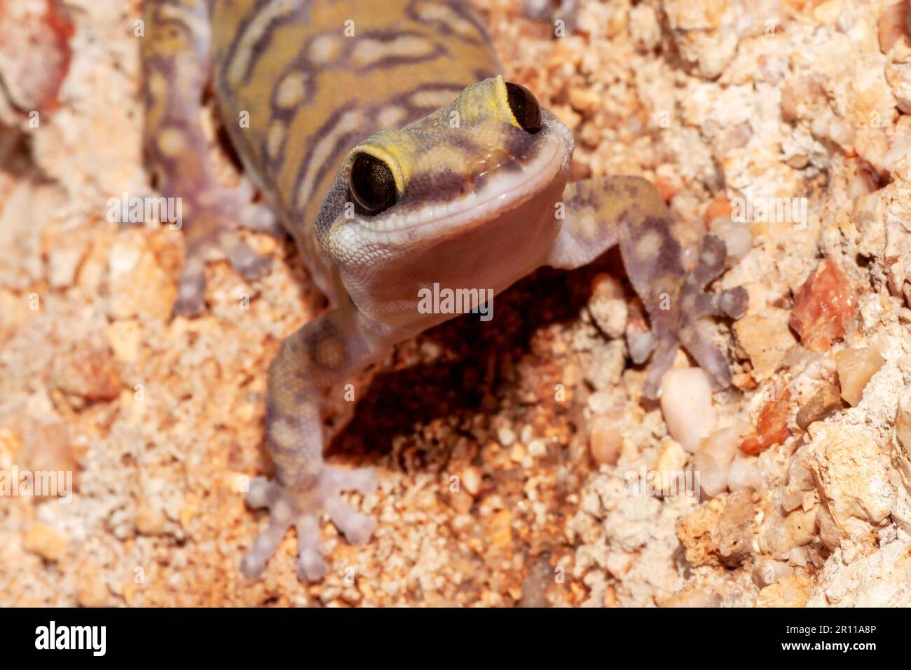 Australian Northern Spotted Velvet Gecko Stock Photo