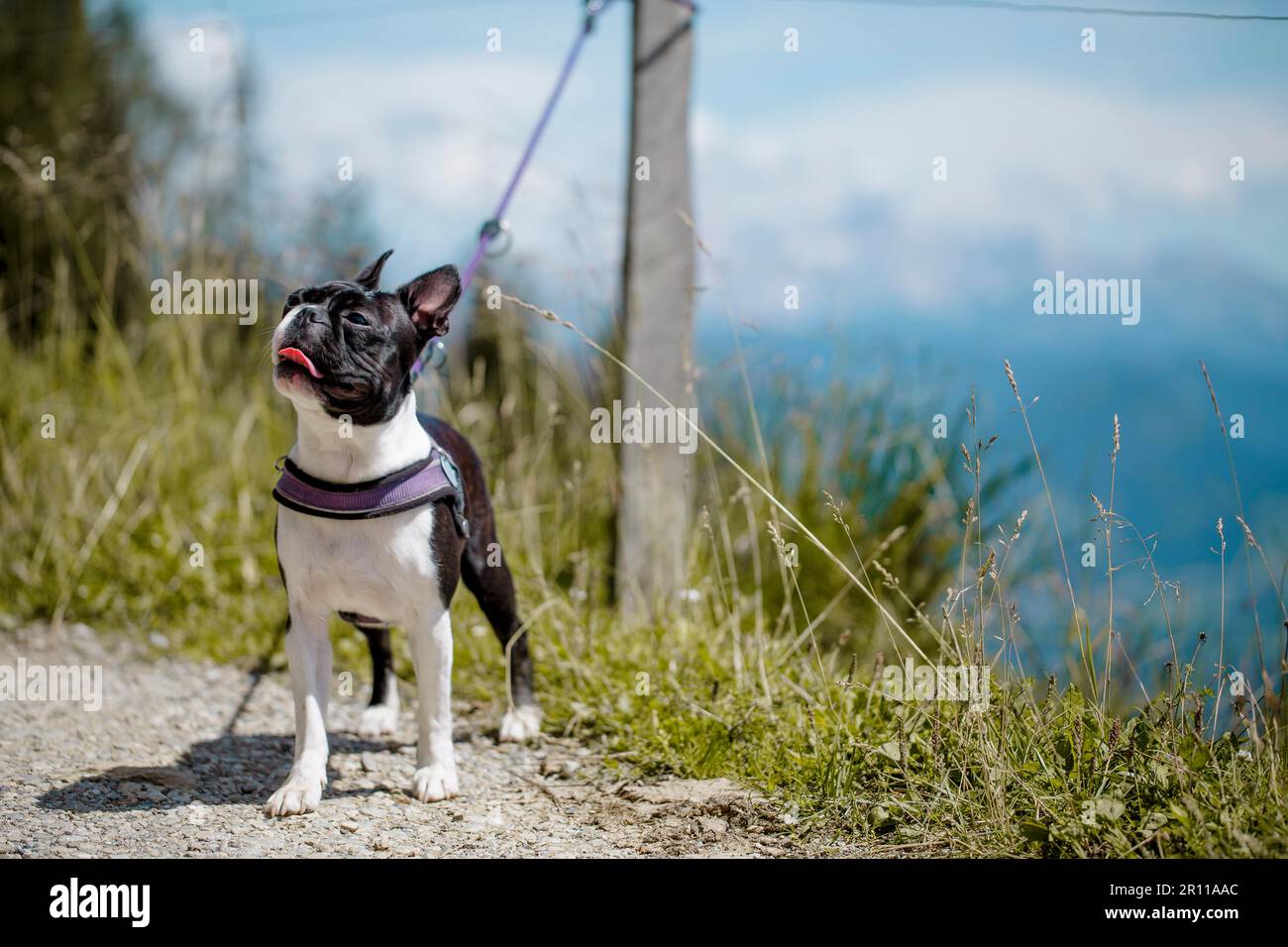 Hiking with a Boston Terrier in the Austrian Alps in Summer Stock Photo