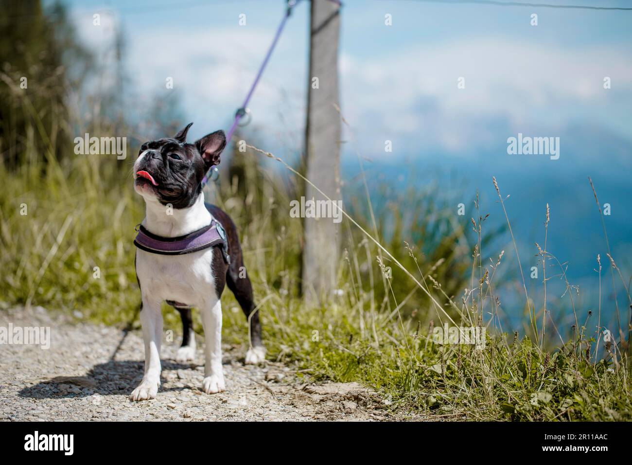 Boston terrier hiking cheap
