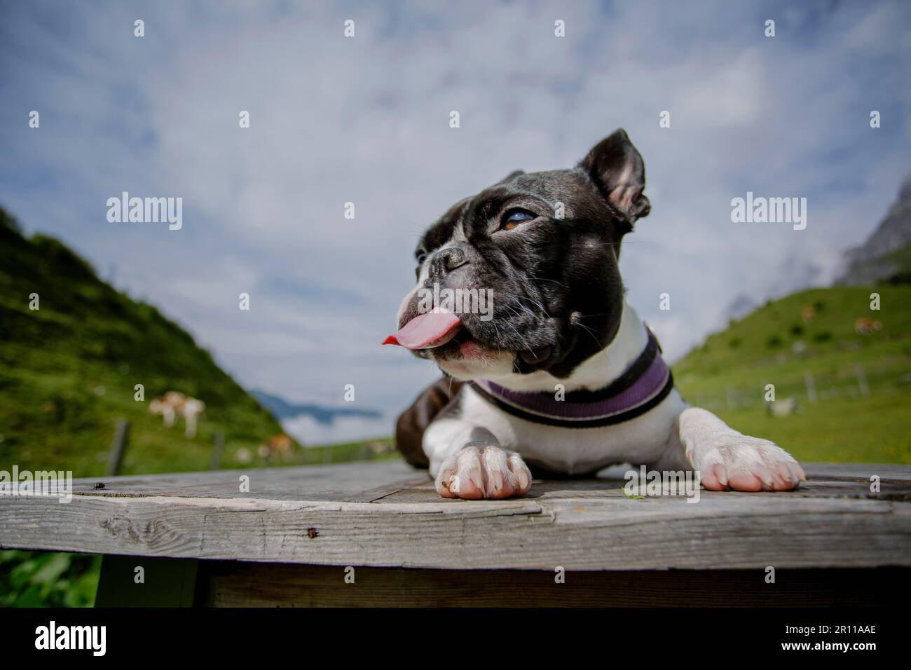 Hiking with a Boston Terrier in the Austrian Alps in Summer Stock Photo