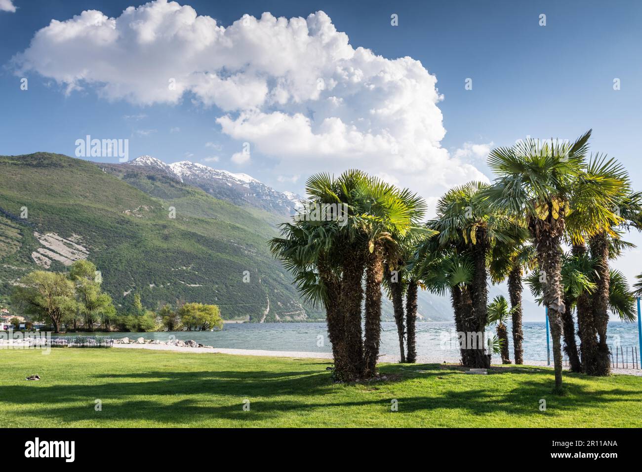 Palm trees at the beach of Lake Garda in Torbole Italy, NaagTurbel