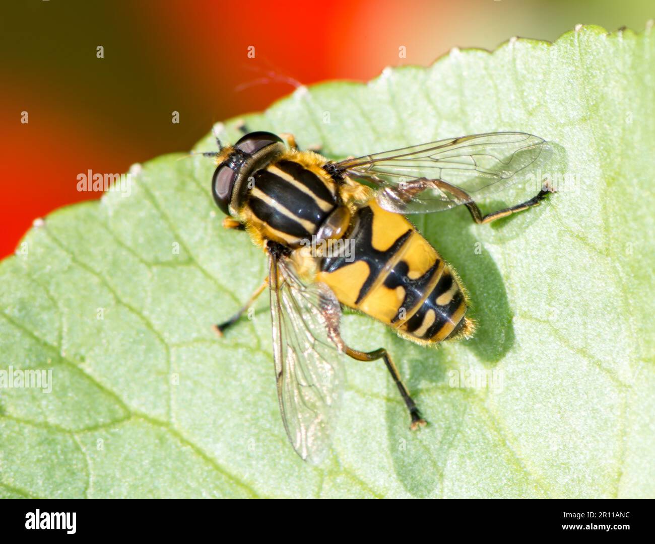 Муха в желто черную полоску. Желто полосатая муха. Муха в желто черную полоску. Журчалка шершень. Муха в полоску жёлтая чёрную.