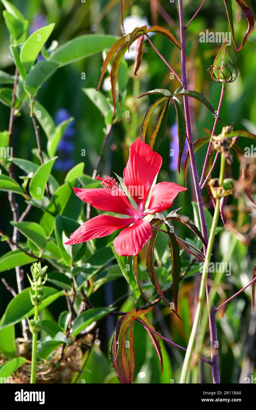 Scarlet Hibiscus - Hibiscus coccineus - blooming in wetlands of Green Cay Nature Center in Boynton Beach, Florida. Stock Photo