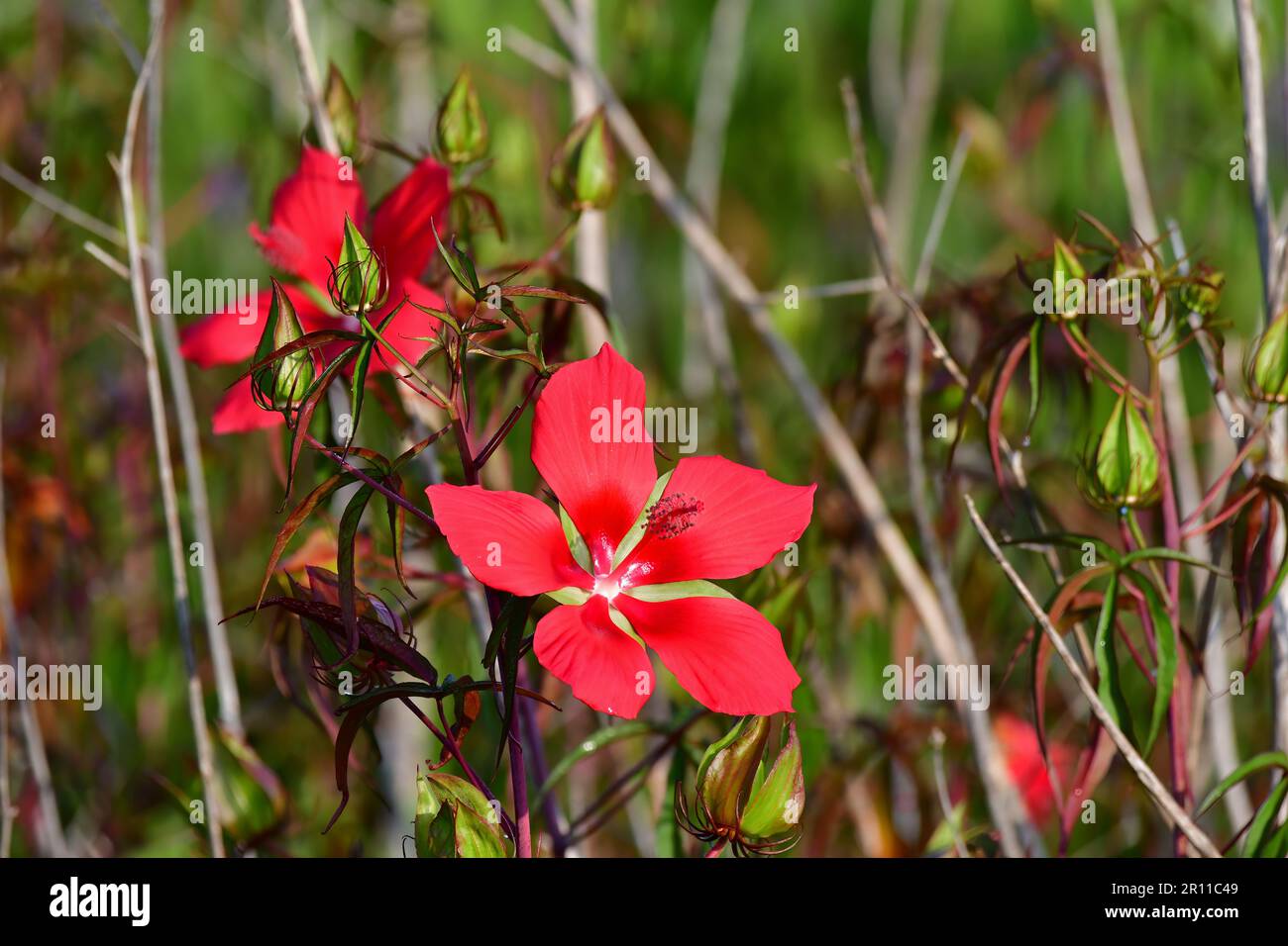 Scarlet Hibiscus - Hibiscus coccineus - blooming in wetlands of Green Cay Nature Center in Boynton Beach, Florida. Stock Photo