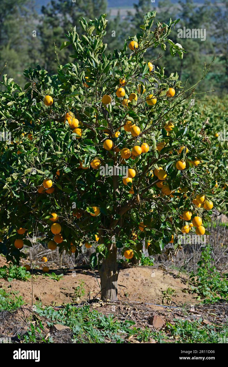 Orange orchard near Clanwilliam, Western Cape, South Africa Stock Photo