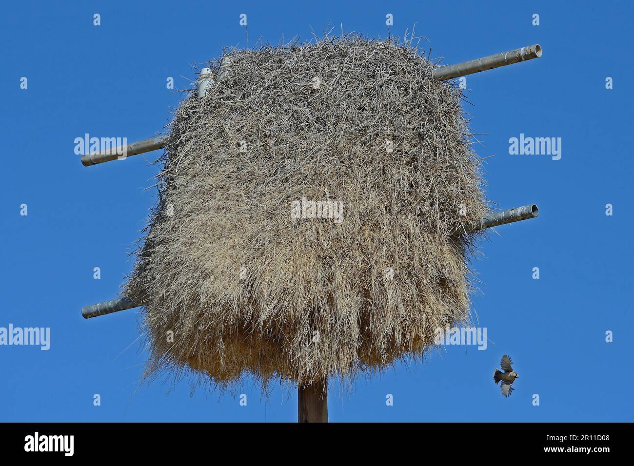 Namibia Nest of the boiling weaver (Philetairus socius) on a former electricity pole, Keetmanshoop, Namibia Africa Stock Photo