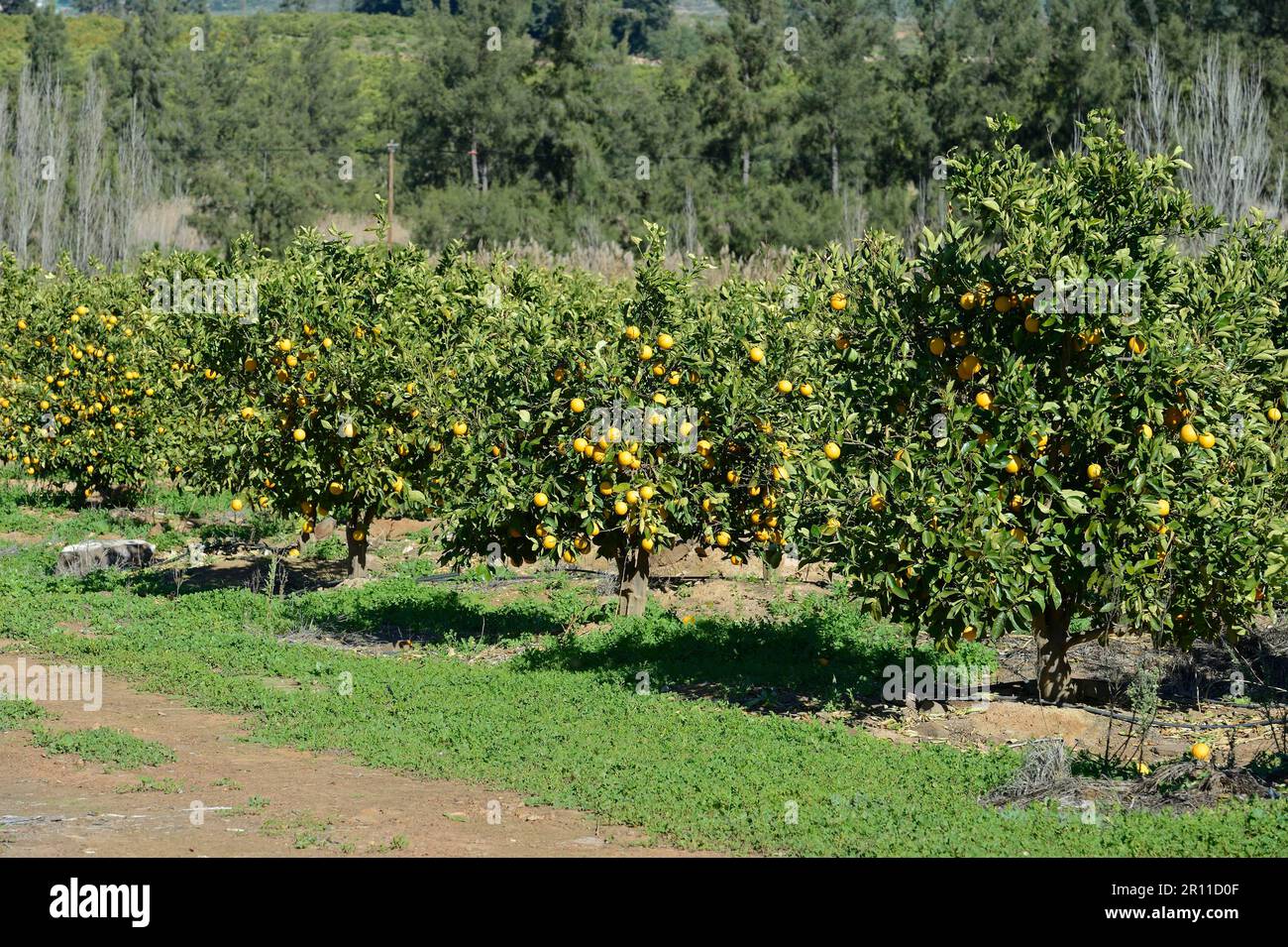 Orange orchard near Clanwilliam, Western Cape, South Africa Stock Photo