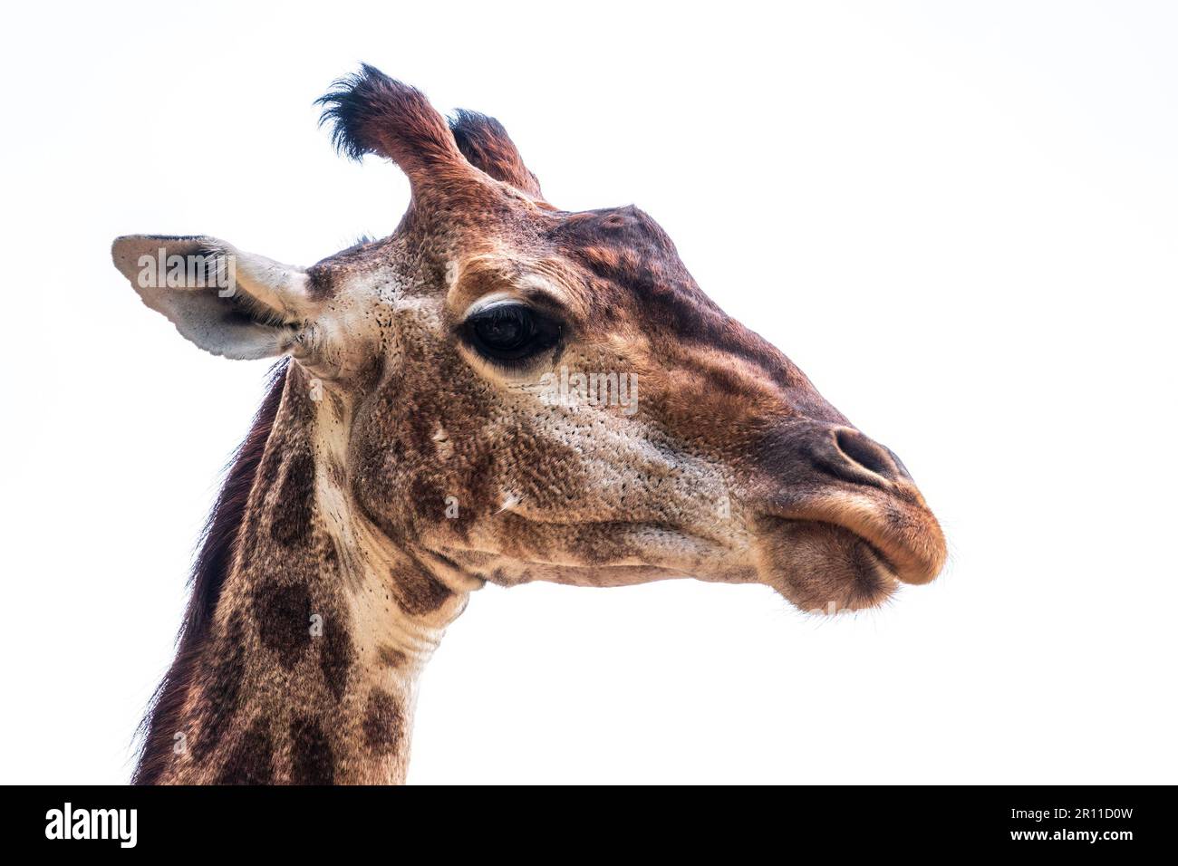 Closeup giraffe head isolated on white background. Giraffes head