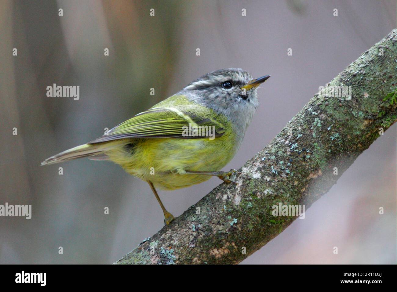 Ashy-throated Warbler (Phylloscopus maculipennis) adult, perched on branch, Zixi Shan, Chuxiong, Yunnan, China Stock Photo