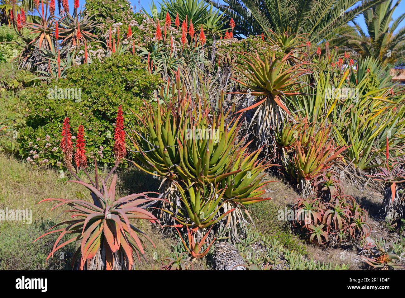 Aloe (Aloe), Lambert's Bay, Western Cape, South Africa Stock Photo