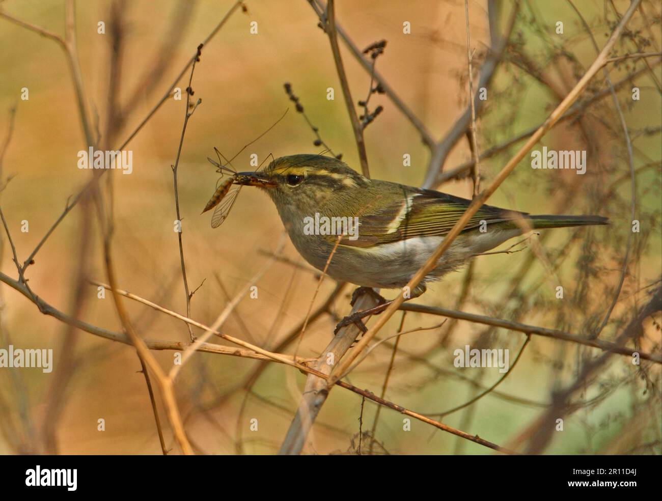 Pallas's Warbler (Phylloscopus proregulus) adult, with cranefly prey in beak, perched on stem, Hebei, China Stock Photo