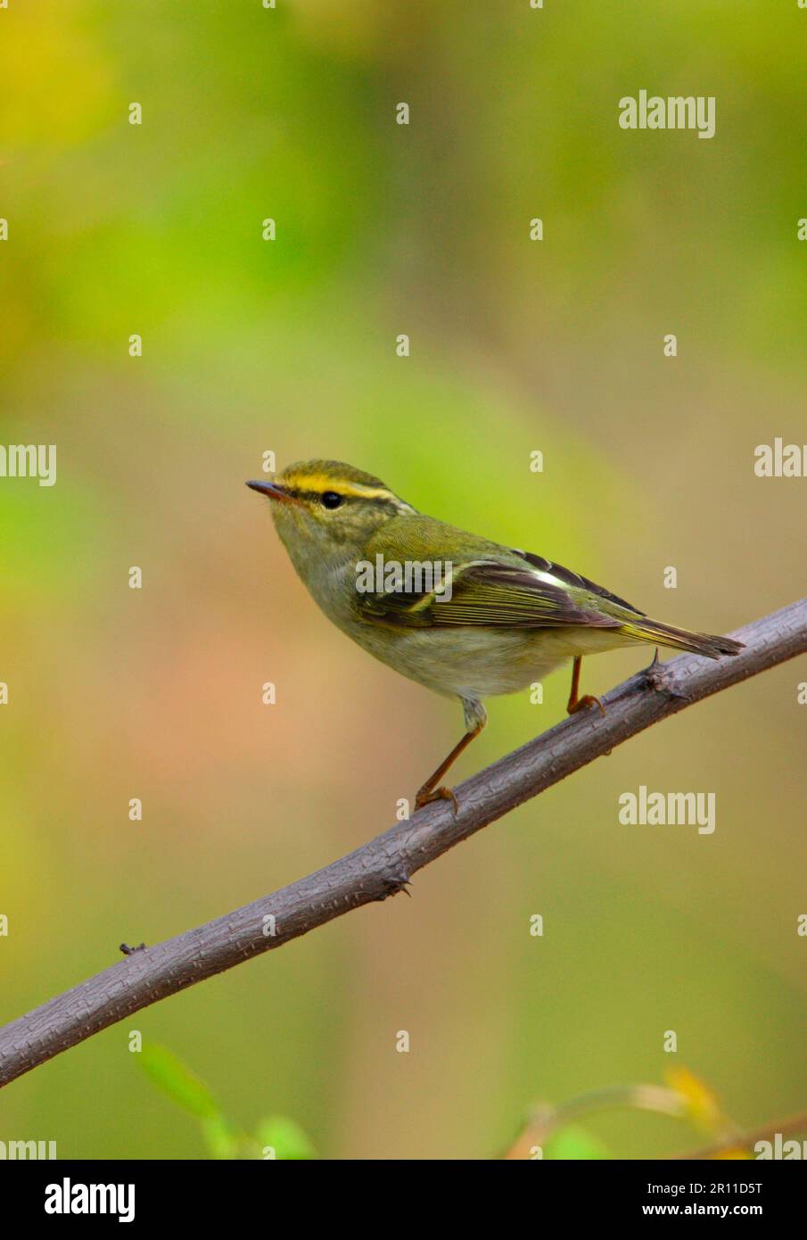 Pallas's Warbler (Phylloscopus proregulus) adult, perched on twig, Hebei, China Stock Photo