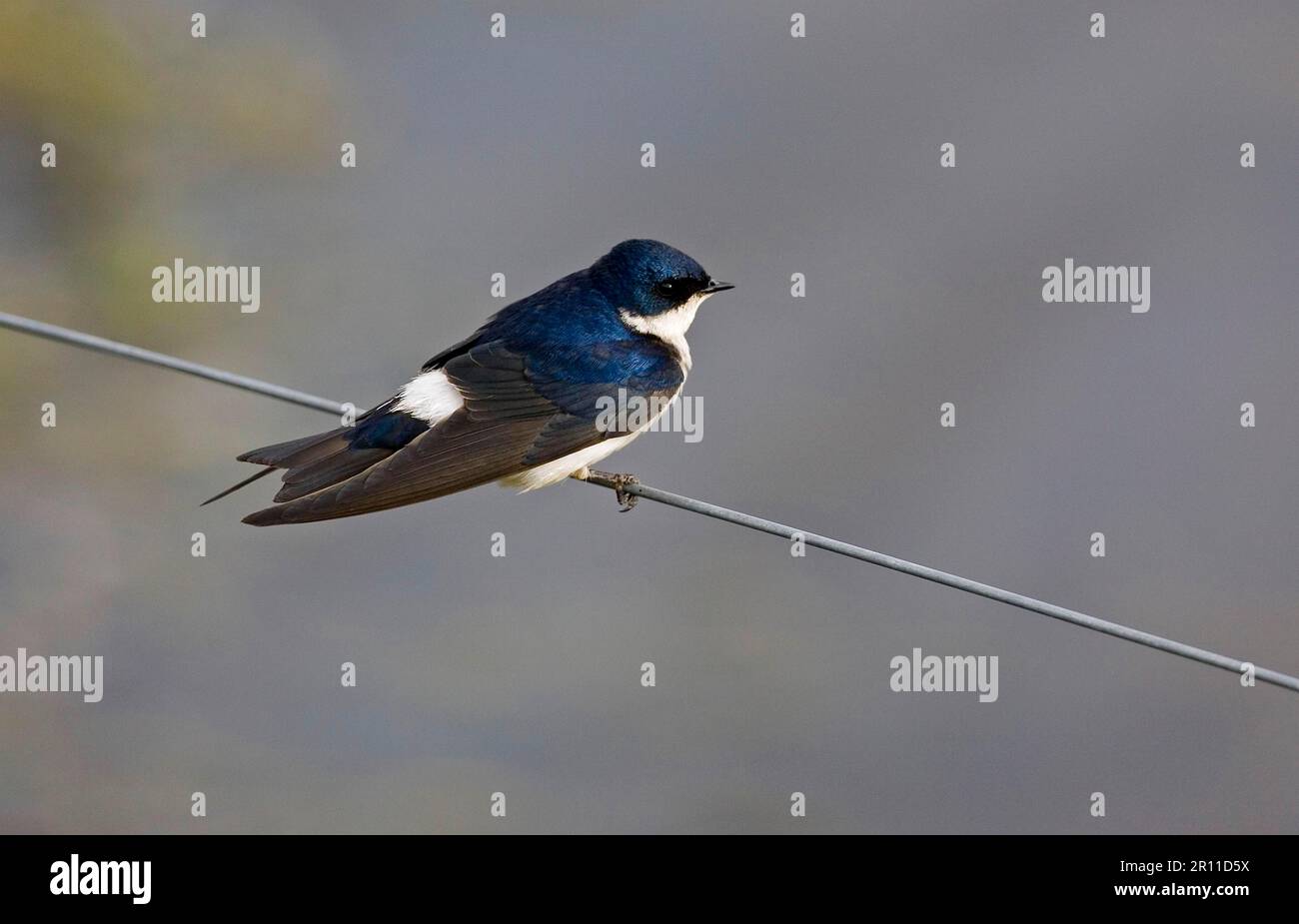 Chilean swallow (Tachycineta meyeni), adult, perched on wire Stock Photo