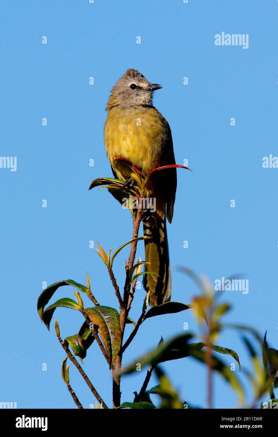 Yellow-cheeked Bulbul, Yellow-cheeked Bulbul, Yellow-cheeked Bulbuls, Songbirds, Animals, Birds, Flavescent Bulbul (Pycnonotus flavescens vividus) Stock Photo