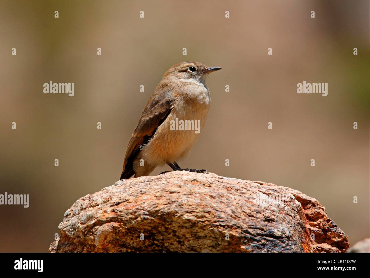 Red-tailed Miner, Pottery Bird, Pottery Birds, Animals, Birds, Rufous-banded Miner (Geositta rufipennis) adult, standing on rock, Jujuy, Argentina Stock Photo