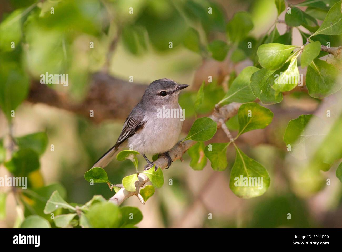 Grey Iron Flycatcher (Myioparus plumbeus) adult, sitting on a branch in
