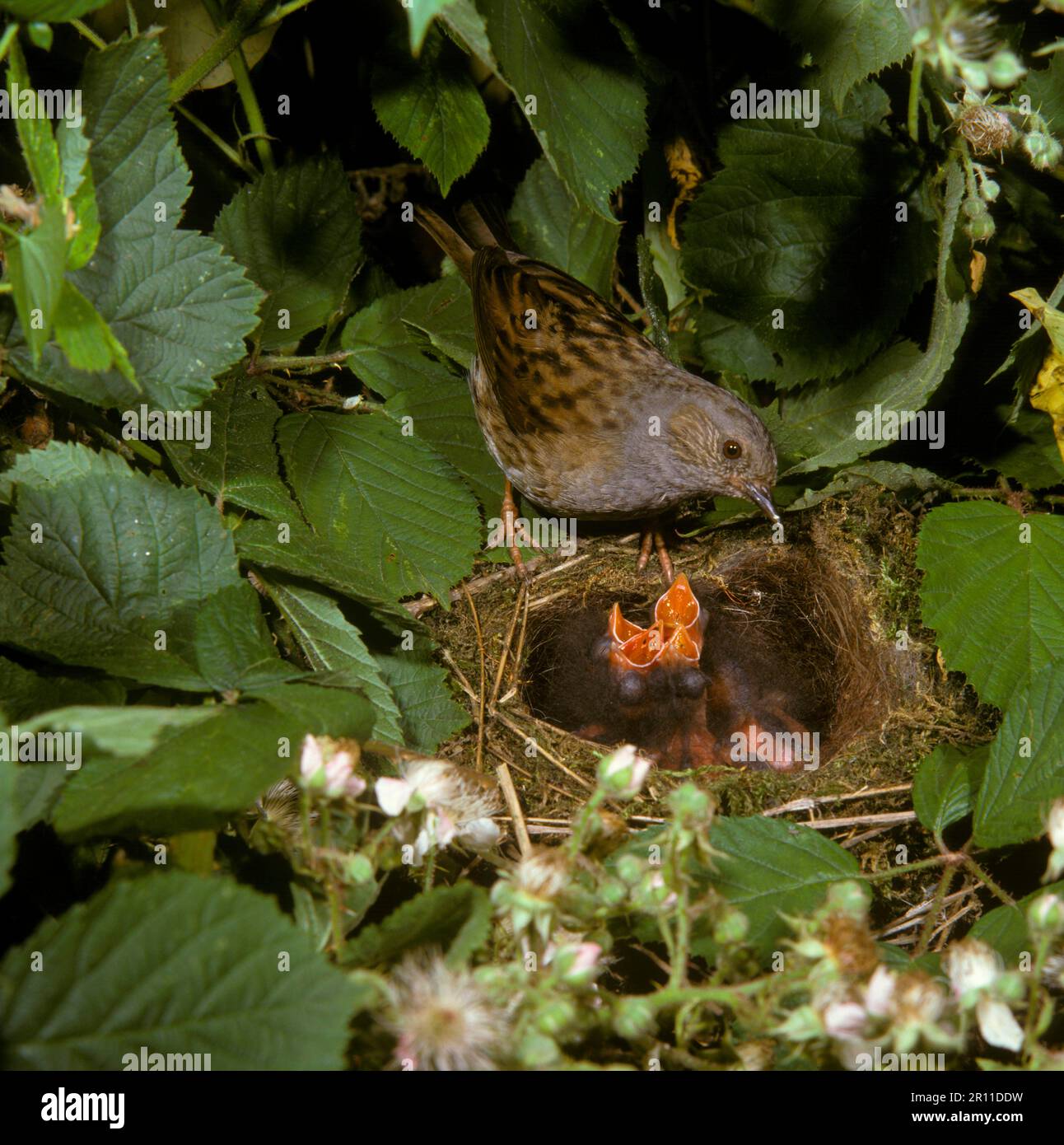 Dunnock Dunnock Dunnocks Prunella Modularis Songbirds Animals dunnock-dunnock-dunnocks-prunella-modularis-songbirds-animals