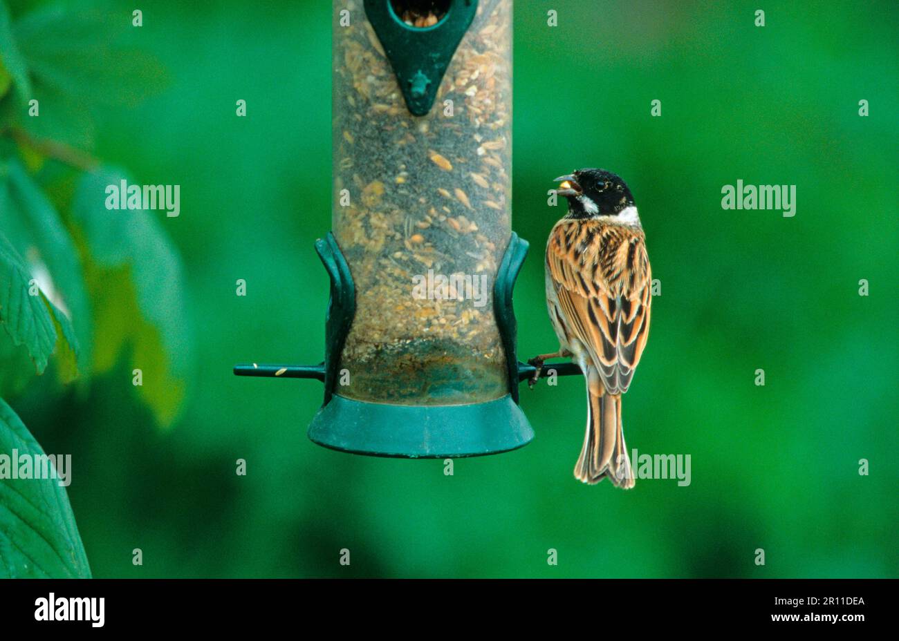 Reed buntings (Emberiza schoeniclus), Songbirds, Animals, Birds, Reed