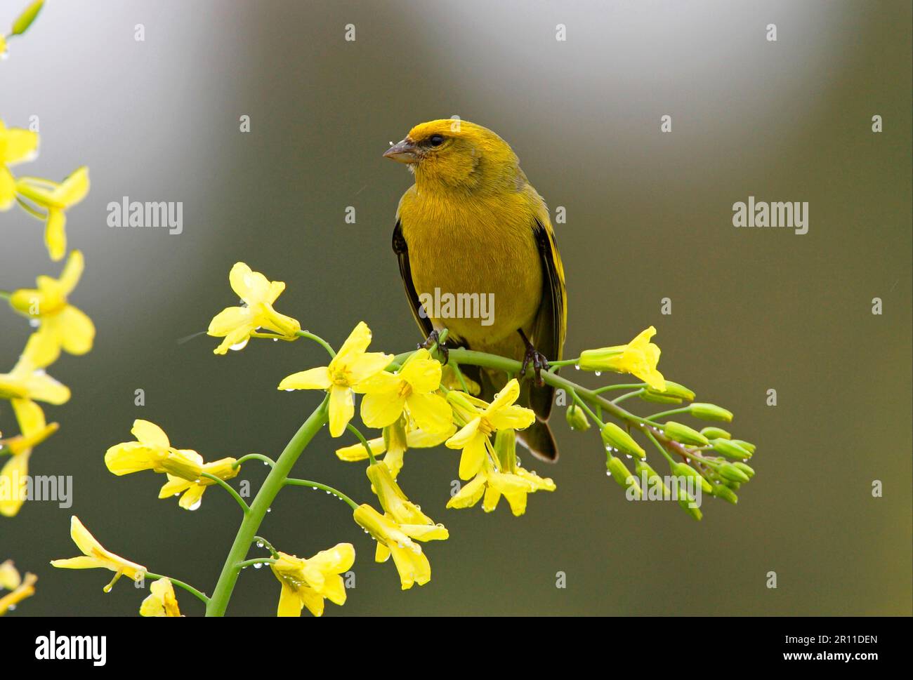 Yellow-crowned Canary, Yellow-crowned Canary, Cape Canaries, Songbirds, Animals, Birds, Finches, Yellow-crowned Canary (Serinus canicollis Stock Photo