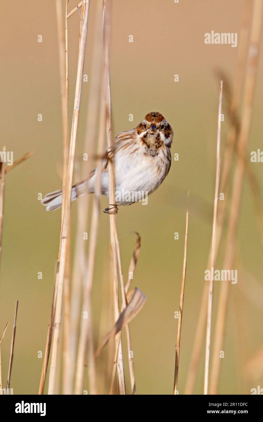 Young male reed bunting (Emberiza schoeniclus), sitting on a reed stem, Suffolk, England, United Kingdom Stock Photo