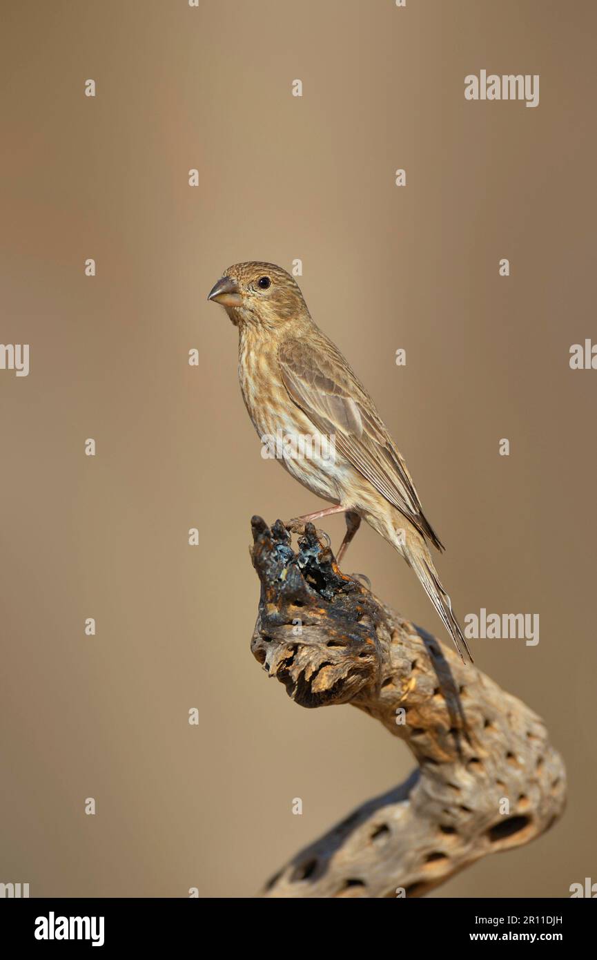 House finch (Carpodacus mexicanus), Mexican Crimson Finch, Songbirds