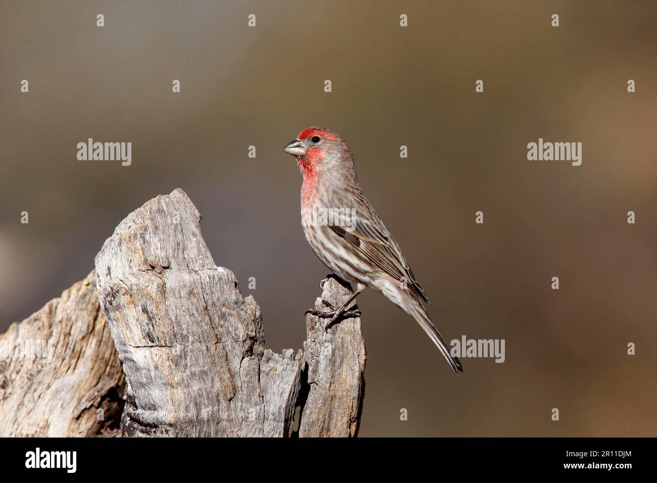 House finch (Carpodacus mexicanus), Mexican Crimson Finch, Mexican