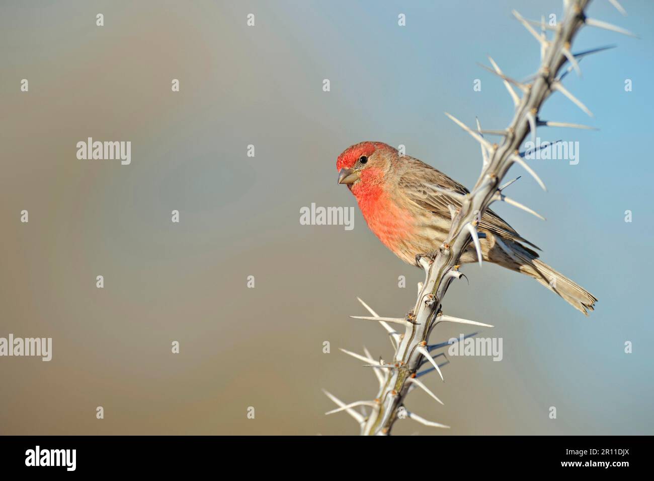 House finch (Carpodacus mexicanus), Mexican Crimson Finch, Songbirds