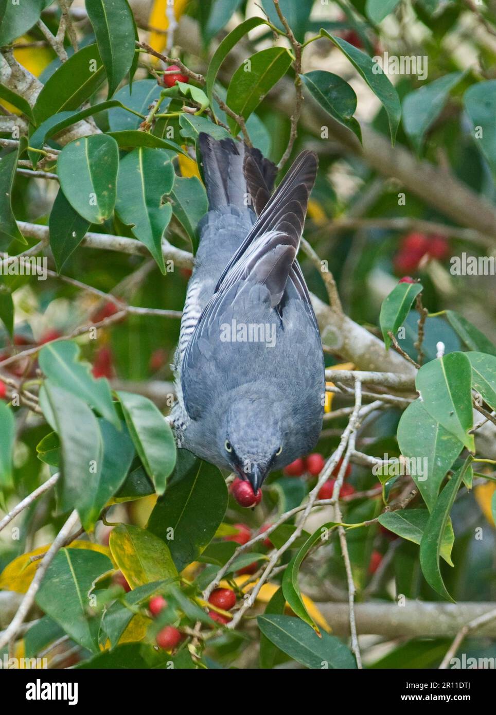 Barred cuckooshrike (Coracina lineata), Songbirds, Animals, Birds, Barred Cuckoo-shrike adult, feeding on figs in tree, Queensland, Australia Stock Photo