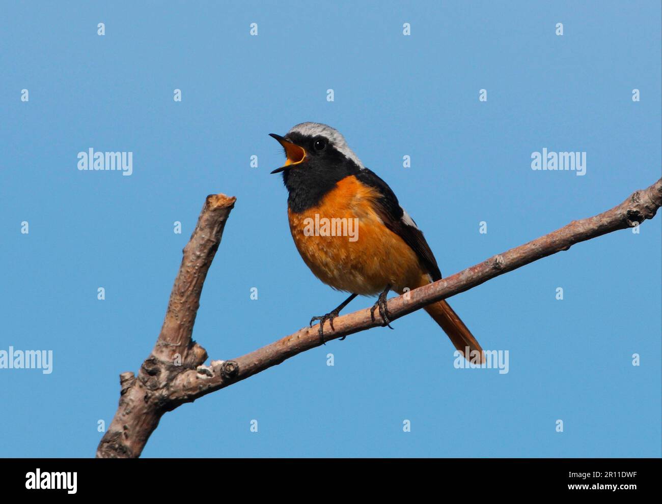 Daurian redstart (Phoenicurus auroreus), mirror redstarts, songbirds, animals, birds, Daurian Redstart adult male, singing, perched on twig, Old Stock Photo