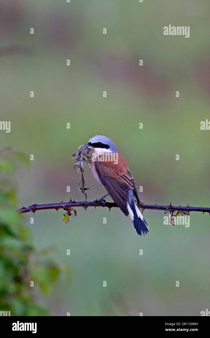 Red-backed shrike (Lanius collurio), adult male, with nesting material in beak, sitting on brambles after rainfall, northern Spain Stock Photo