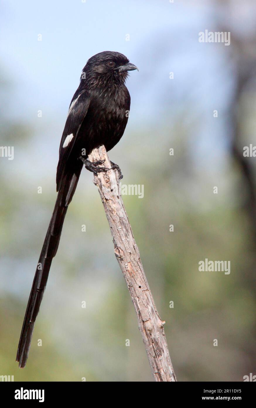 Magpie shrike (Urolestes melanoleucus), Magpie Shrike, songbirds ...