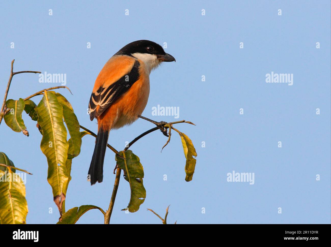 Chess Shrike, songbirds, animals, birds, Long-tailed Shrike (Lanius schach tricolor) adult, perched in tree, Chitwan, Nepal Stock Photo