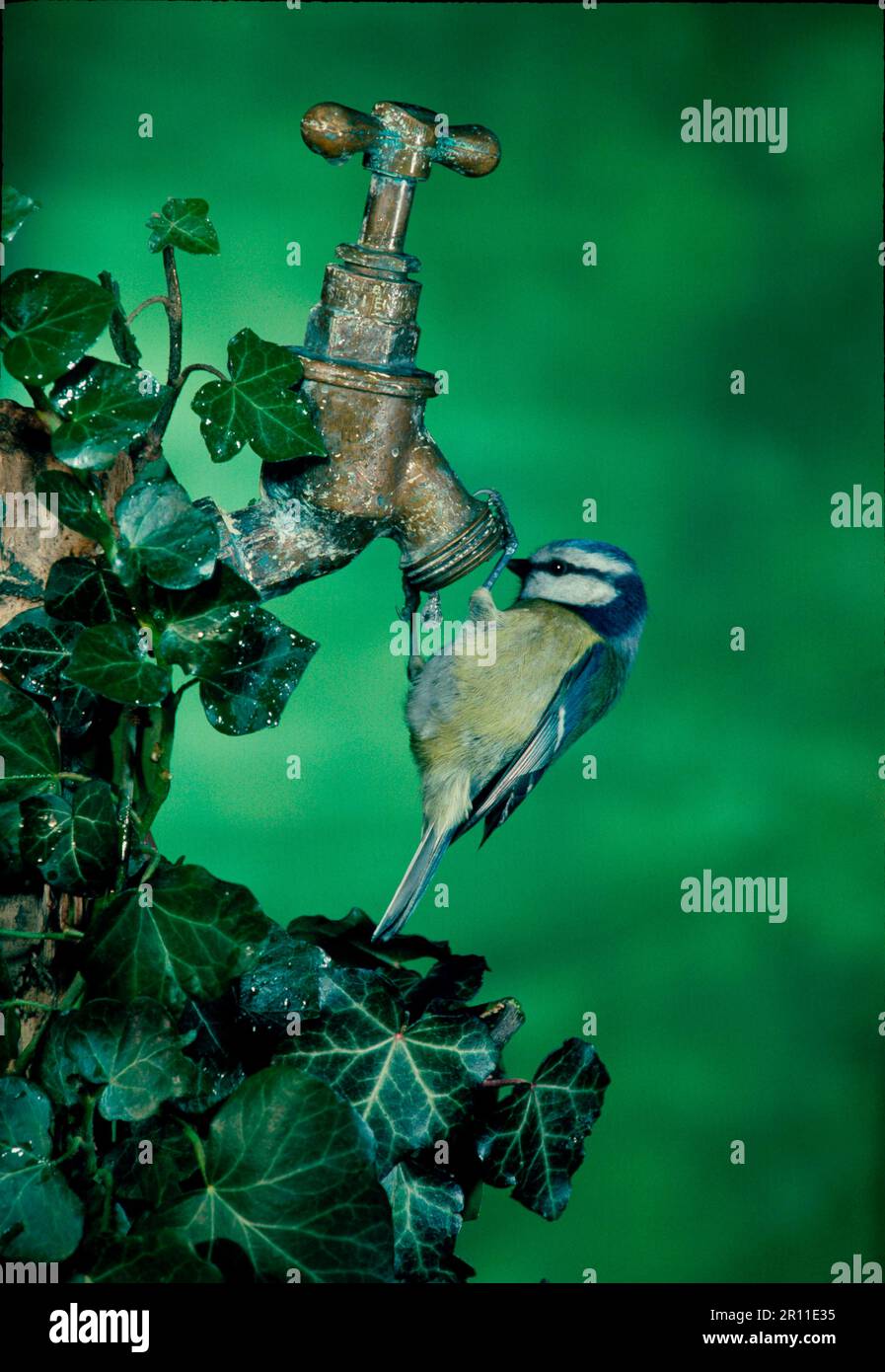 Blue Tit (Parus caeruleus) (S) Hanging upsidedown to drink from