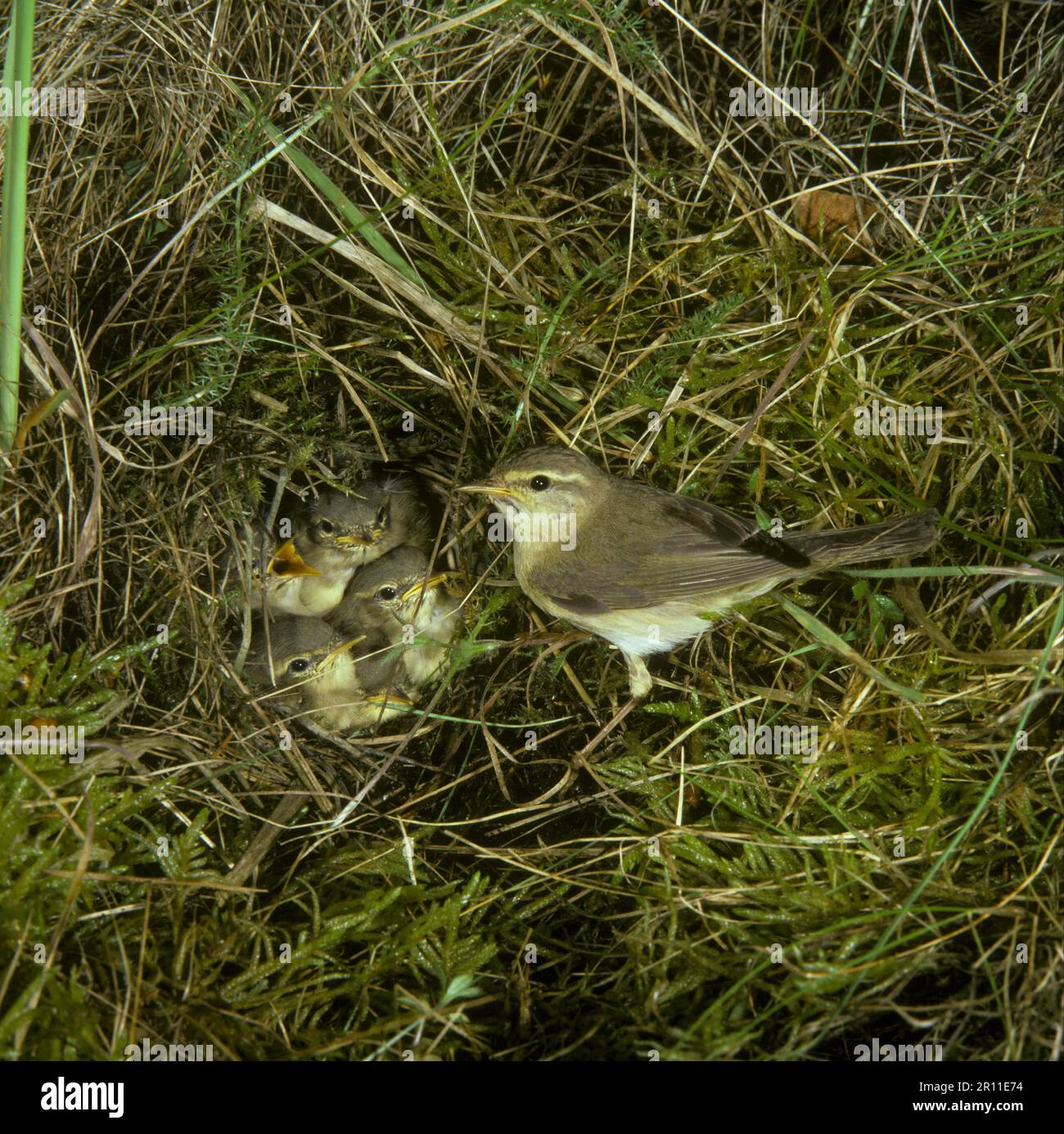 Willow Warbler (Phylloscopus trochilis) In the nest, young demanding Stock Photo