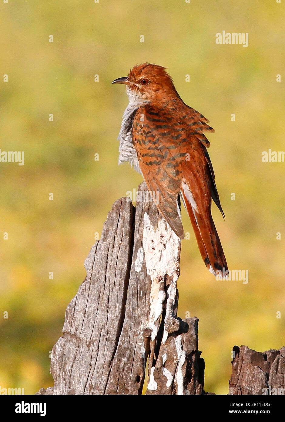 Greybellied Cuckoo, Greybellied Cuckoos, Animals, Birds, Cuckoo birds