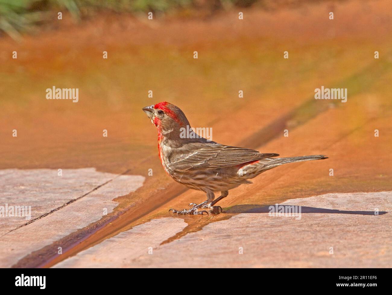 House Finch, Mexican Crimson Finch, Mexican Crimson Finch, Songbirds