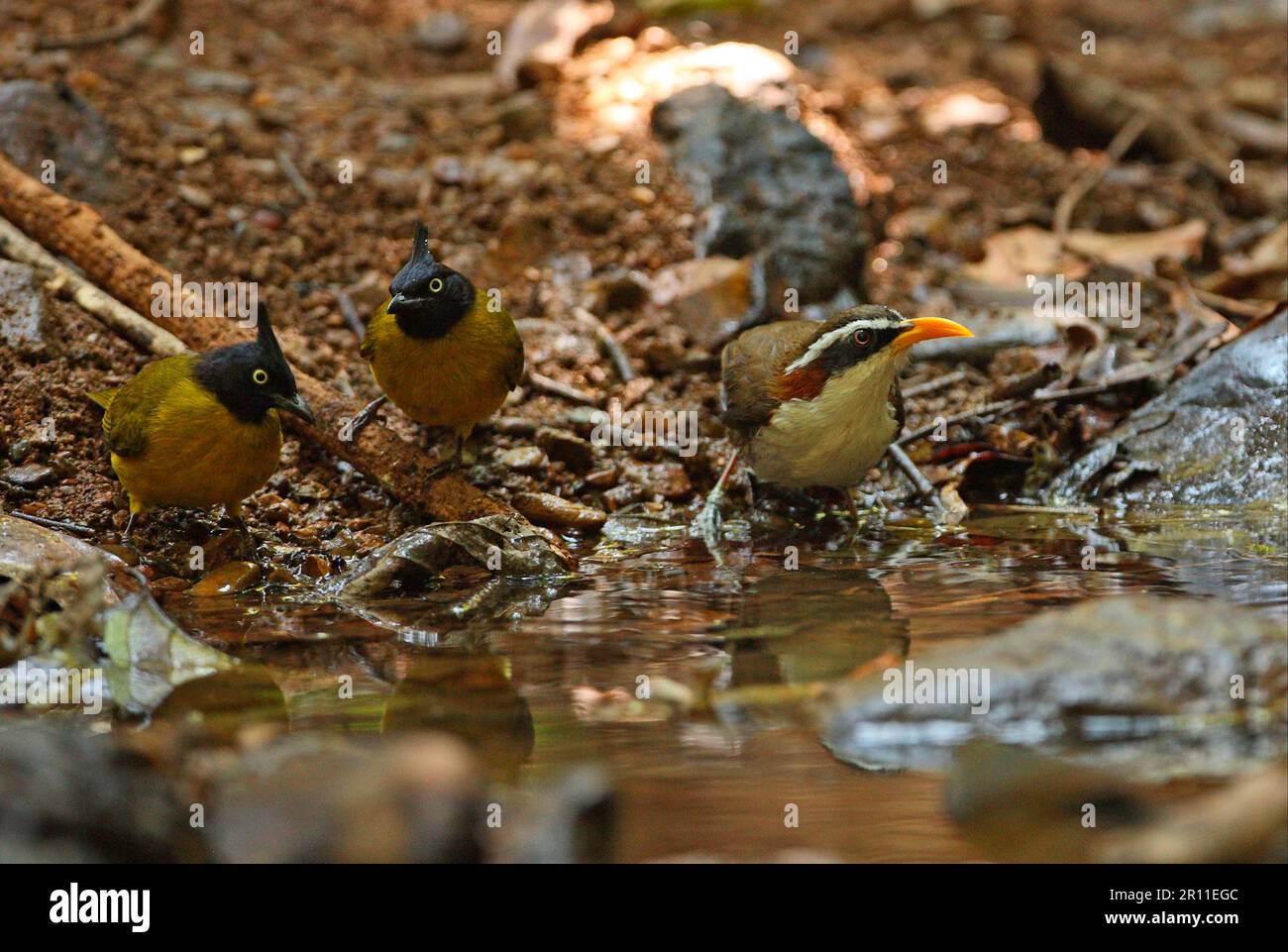 White-browed scimitar babbler (Pomatorhinus schisticeps) and black crested bulbul (Pycnonotus melanicterus) adults, drinking at the forest pool Stock Photo