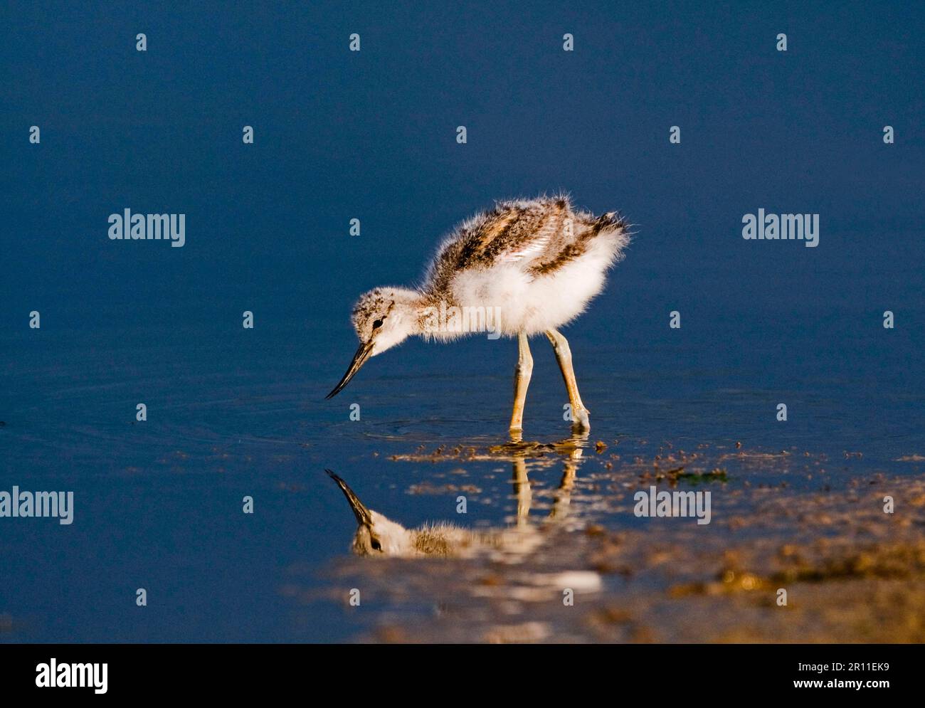 Avocet chicks (Recurvirostra avocetta), wading in shallow water, Norfolk, England, United Kingdom Stock Photo