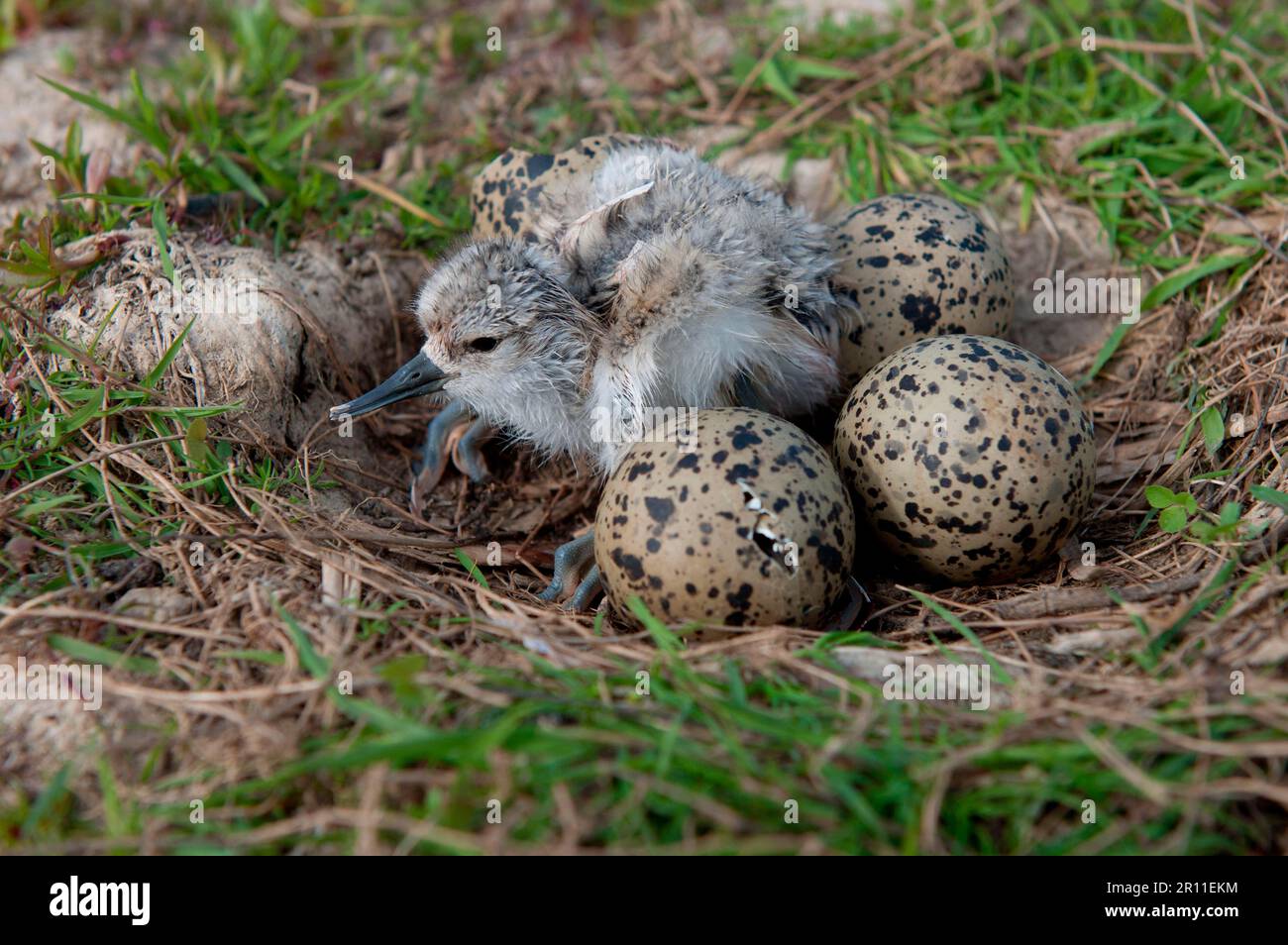 Eurasian Avocet (Recurvirostra avocetta) freshly hatched hourold chick