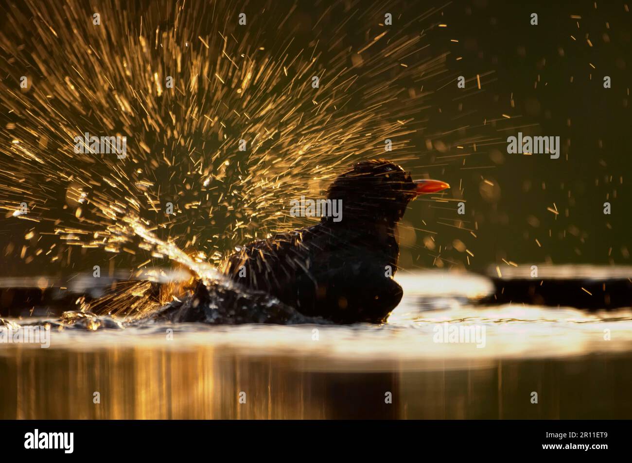Blackbird, blackbird, blackbirds (Turdus merula), songbirds, animals, birds, European Blackbird adult male, bathing in forest pool, backlit in Stock Photo
